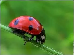 La coccinelle est un insecte. C'est aussi le nom d'une voiture de la marque...