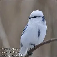 Comme quelle autre mésange se comporte-t-elle ?