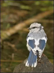 Combien pond-elle d'ufs ?