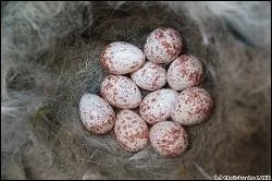 De quelle couleur sont-ils ?