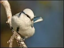 Combien mesure-t-elle ?