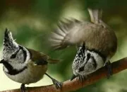 Quiz La mésange huppée