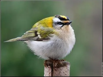 Avec quels compagnons mange t'elle ?