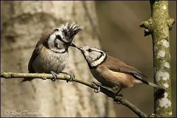 Où se trouve son nid ?