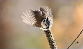 Comment la reconnaître ?