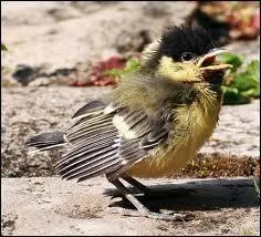 Combien pond-elle d'ufs ?