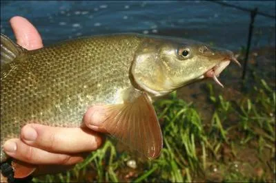 Poisson de rivière :