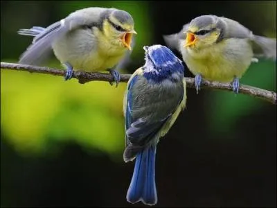 Le champignon de Paris est la forme cultivée de "l'agaric" bispore.