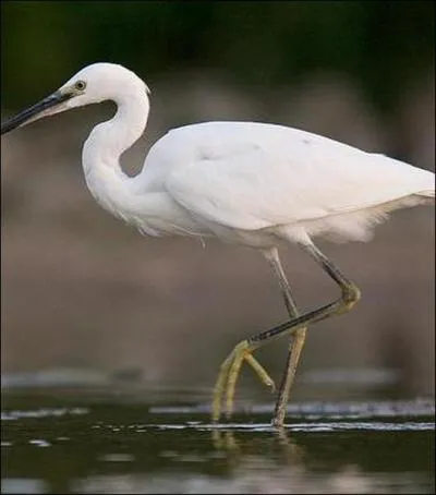 Une "aigrette" porte, au moment de la reproduction, de longues plumes, recherchées autrefois pour la parure.