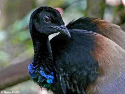 "Agami" ou oiseau-trompette, c'est le même oiseau.