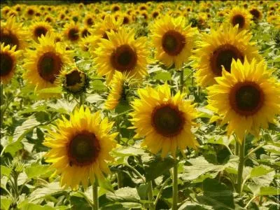 Quelles plantes à l'air penché, dorment dans leur prison d'argent, et ne verront plus les soirs d'errance ?