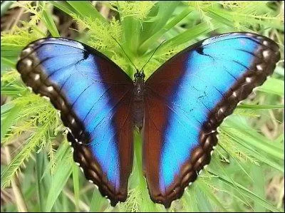 Dans " Chante l'amour", quel animal cogne à la vitre avec une ardeur obstinée ?