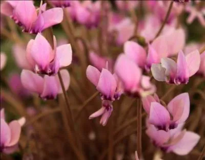 Quel est le nom de cette plante à fleurs roses ?