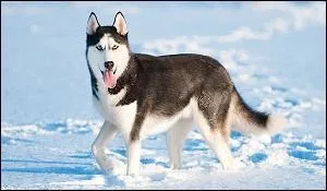 Combien d'années environ vit-il ?