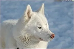 Combien de fois muent-ils ?