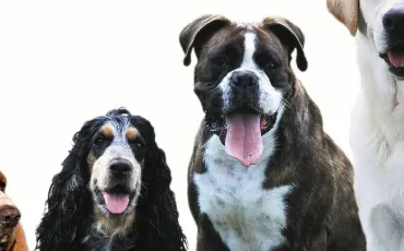 Quiz Races de chiens