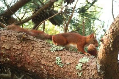Dans quelle région est situé Saint-Julien-en-Born ?