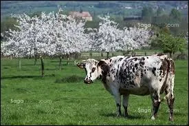 Comment s'appelle le festival de jazz de Coutances ?