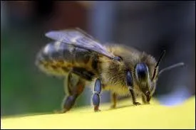 Quel insecte est appel&eacute; "mouche &agrave; miel" ?