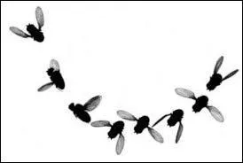 Que signifie l'expression "Regarder voler les mouches" ?