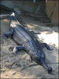 Comment appelle-t-on ce grand crocodilien à museau étroit, vivant dans les grands fleuves de l'Inde ?