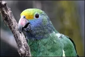 Quel est le nom scientifique de cette amazone ?