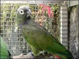 Ce perroquet fait-il partie de la famille des amazones ?