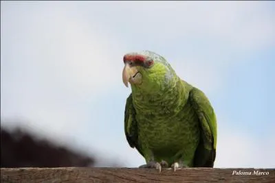 L'amazone à joues vertes est endémique...