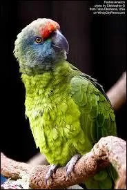 Quel est le nom scientifique de l'amazone tavoua ?