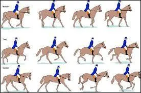 Faut-il se mettre debout au pas, au trot et au galop ?