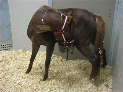 Le cheval peut vomir :