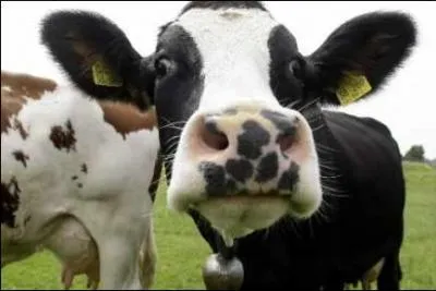 Les équidés sont-ils des ruminants ?