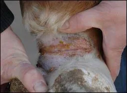 Quelle est cette photo ?