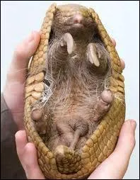 Quel est son seul pr&eacute;dateur ?