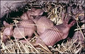 La dur&eacute;e de vie moyenne de cet animal est de :