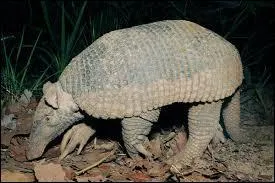 Combien p&egrave;se-t-il au maximum ?