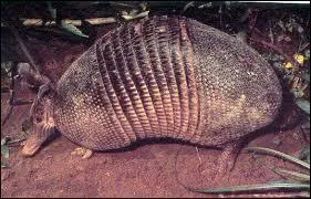 La longueur de son corps est comprise entre 75 cm et :