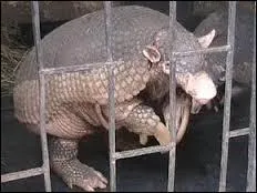 Quelle est la longueur maximale de sa queue ?