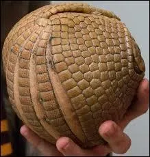 En g&eacute;n&eacute;ral, combien le Tatou g&eacute;ant a-t-il de petits ?