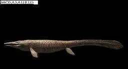 En quelle année l'espèce fut-elle découverte ?