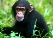 Quiz Les primates (8) - Le chimpanzé