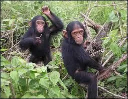 Le chimpanzé est :