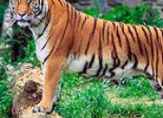 Quiz Animaux asiatiques (8) - Le tigre du Bengale