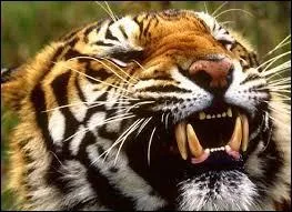 Quelle saison voit la reproduction du tigre ?