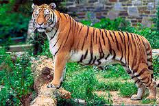 Quiz Tigres