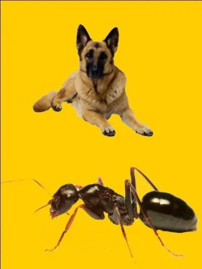 Quelle est la bonne r&eacute;ponse ?