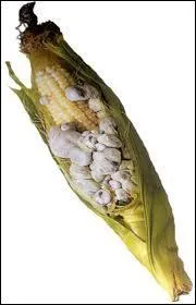 Dans quel pays peut-on déguster du cuitlacoche, un plat de grains de maïs infectés par un champignon ?