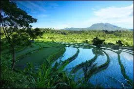 La langue officielle de l'Indonésie est :