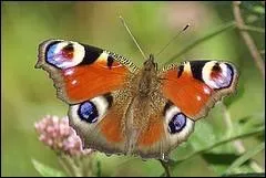 Cabane où l'on élève les lapins :