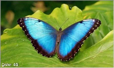 Cinéma. Personne faisant le clap de début ou de fin de séquence lors d'un tournage de film :